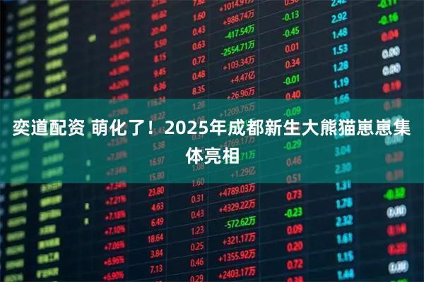 奕道配资 萌化了！2025年成都新生大熊猫崽崽集体亮相